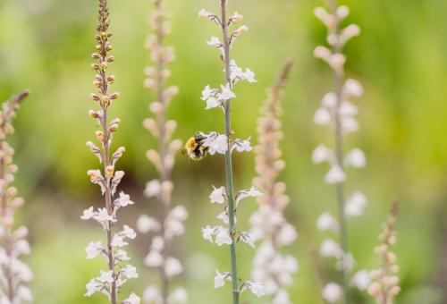 Bee on flowers